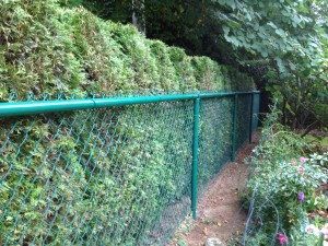 Green Powder-Coated Chain-link Fence